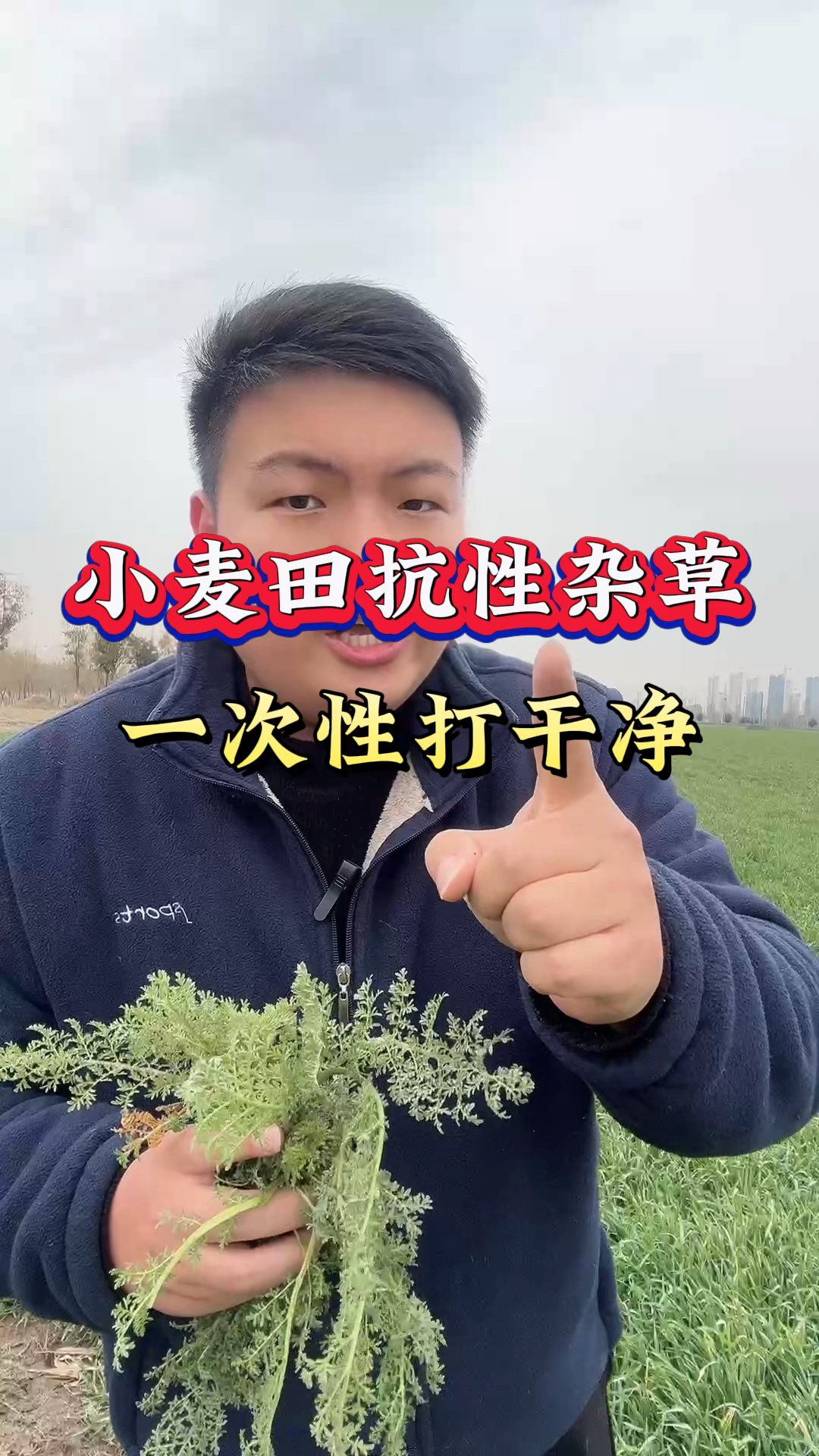 一次性解决小麦田的节节麦,多花黑麦草,野麦子,看麦娘等多种抗性杂草!