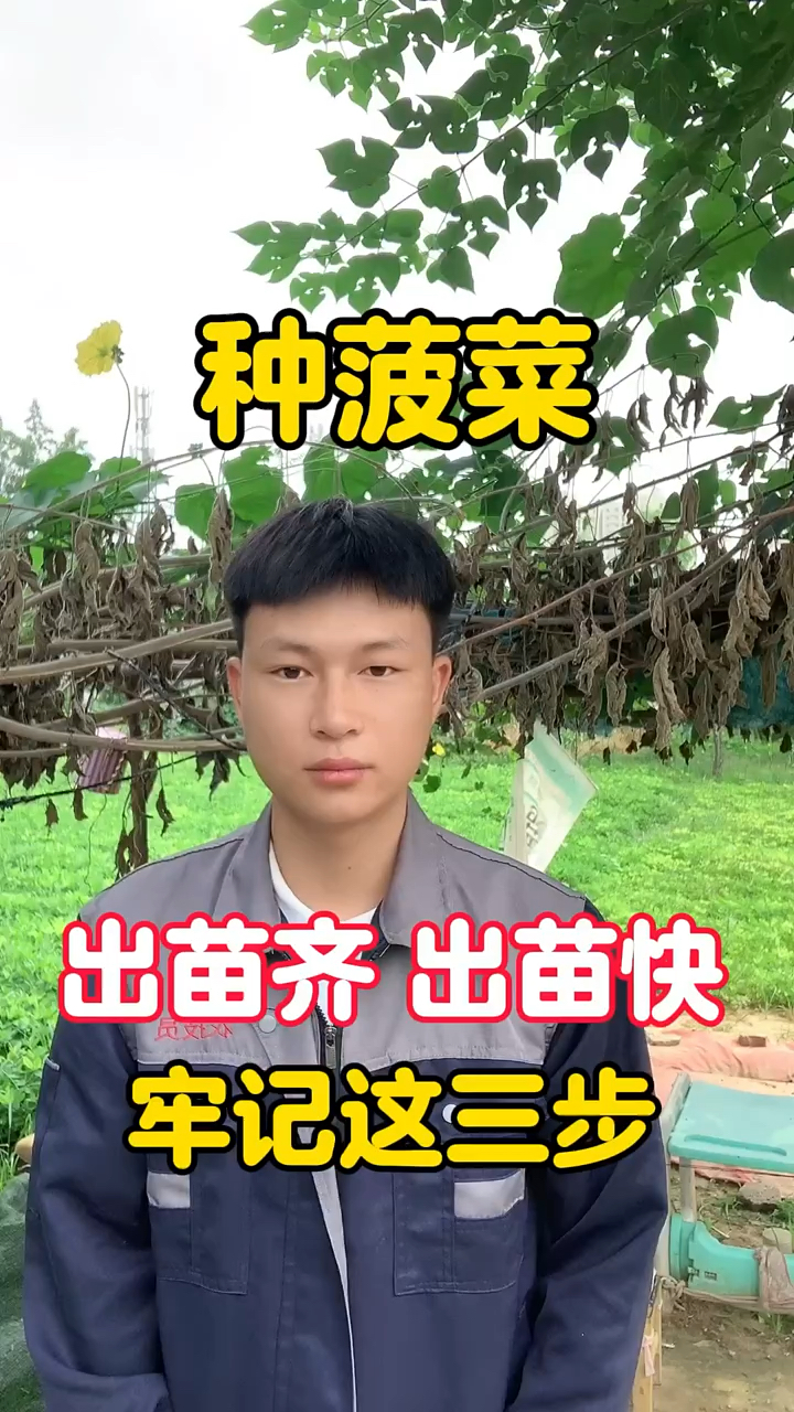 种菠菜,出苗齐 出苗快 牢记这三步。