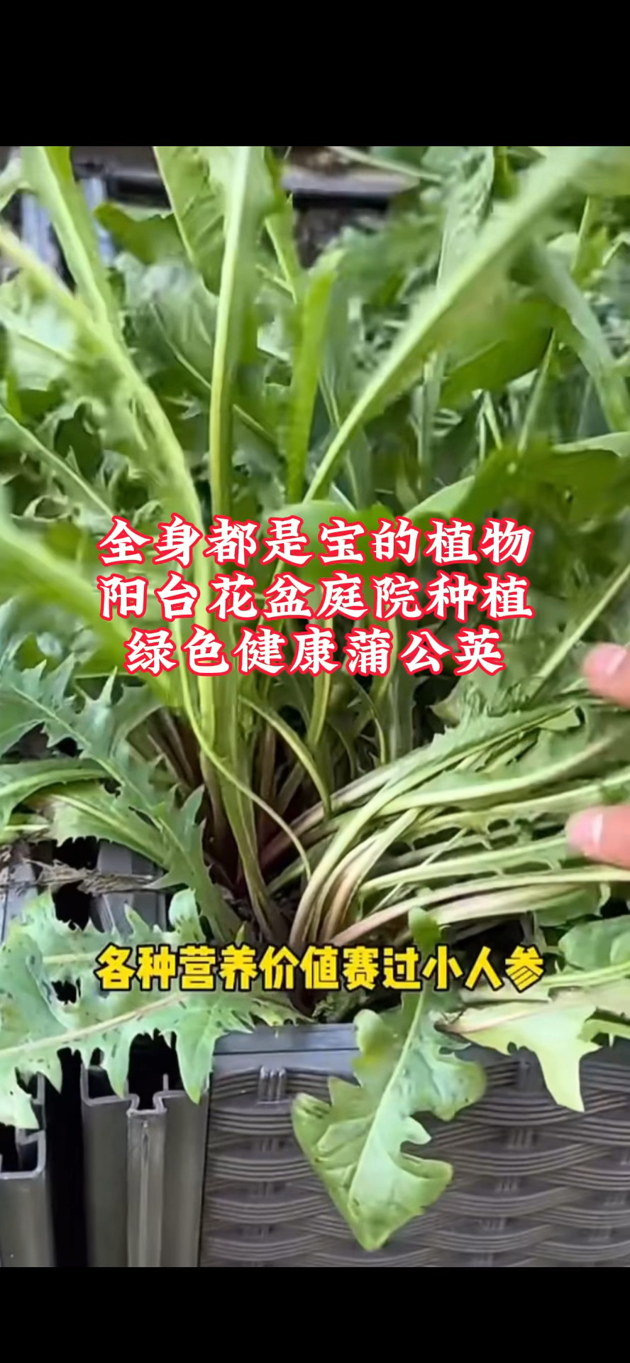 蒲公英种子野菜婆婆丁