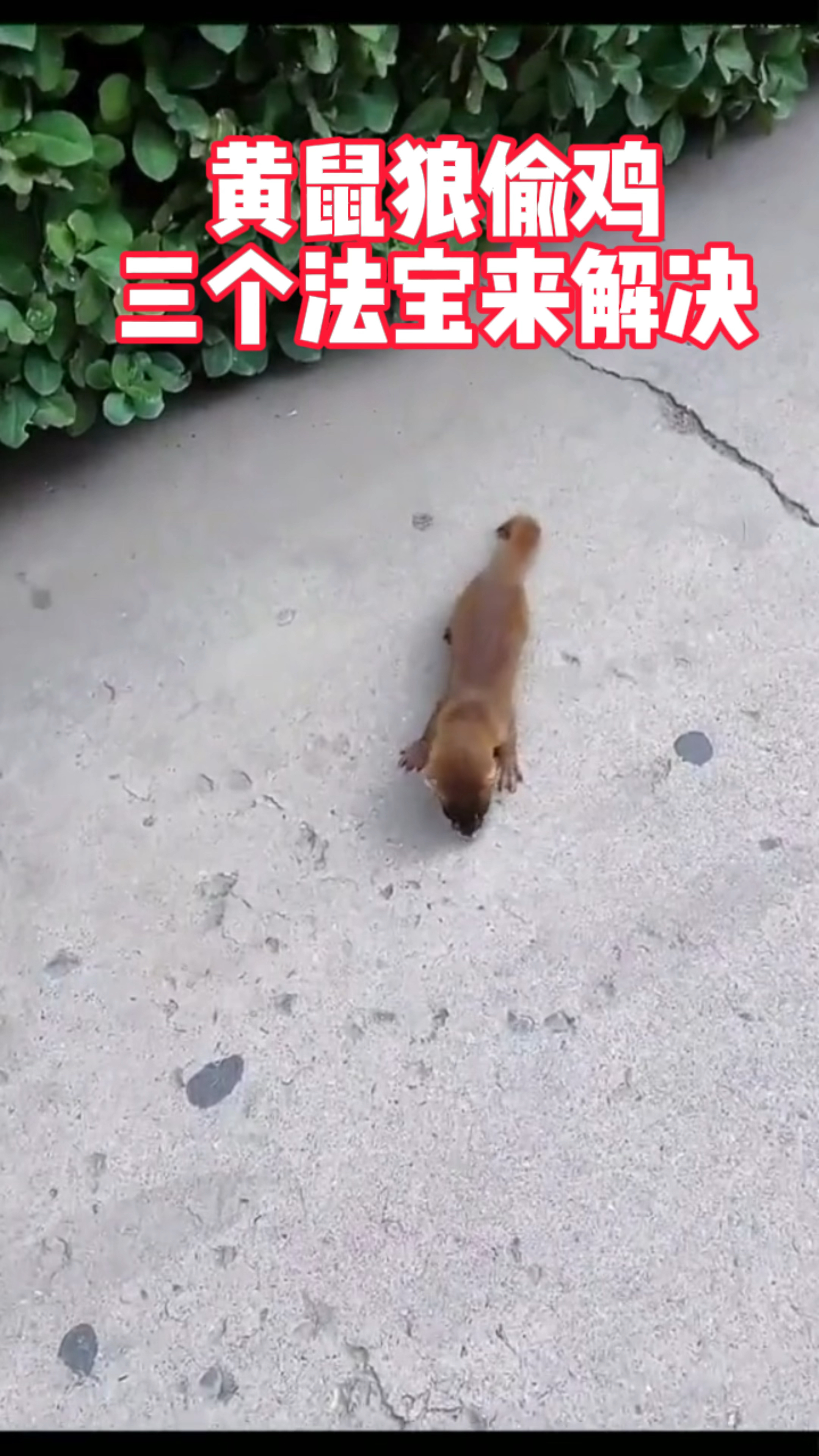 黄鼠狼偷鸡,三个法宝来解决!