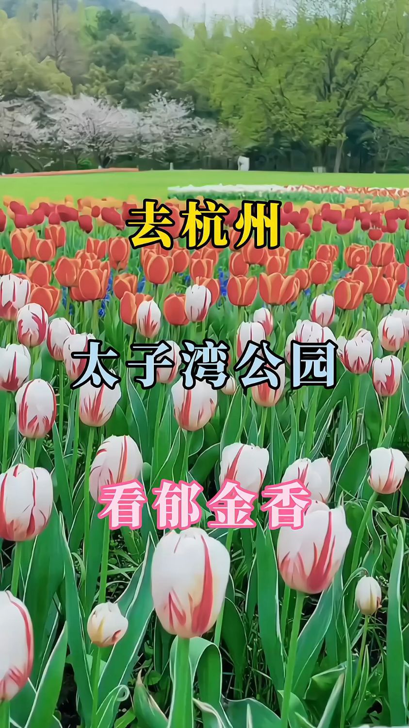去杭州太子湾公园看郁金香