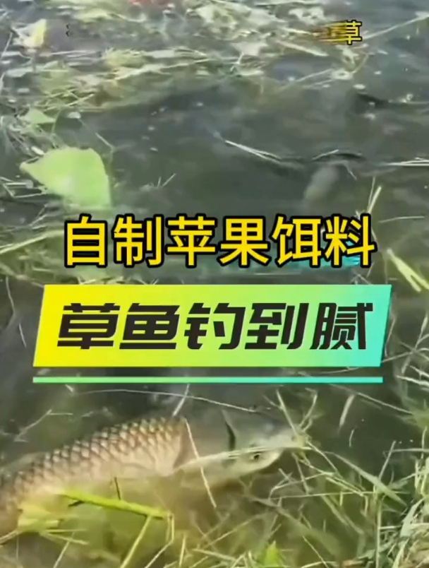 自制苹果饵料,草鱼抗拒不了的味道!收藏学起来,草鱼钓到腻!