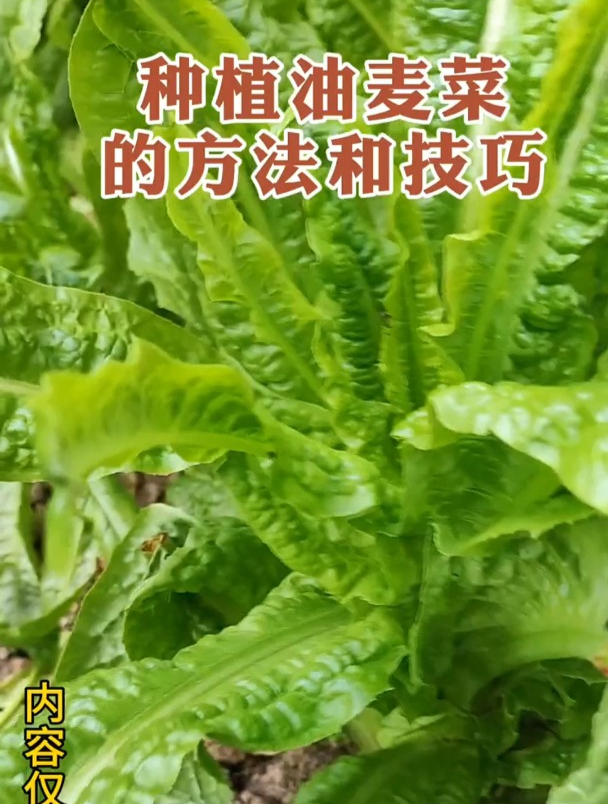 油麦菜种植,方法和技巧!