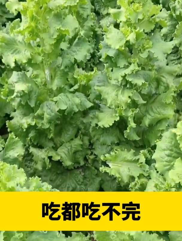 生菜中的“法拉利”,从定植到采收,只需20天左右