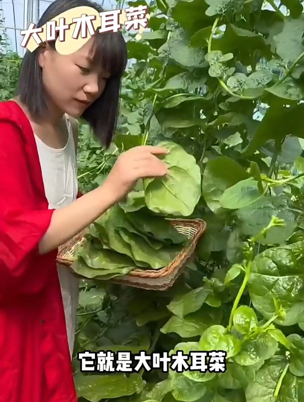 爬藤生长的“猪耳菜”,越摘长得越旺,一年四季均可采摘!