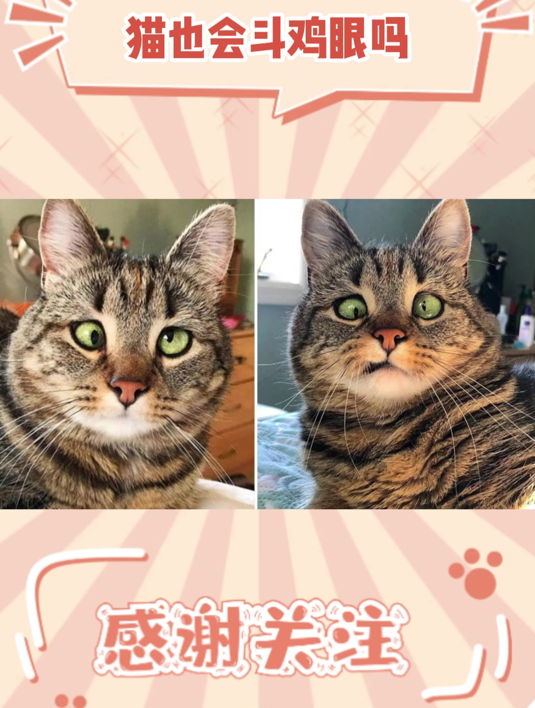 猫也会斗鸡眼吗