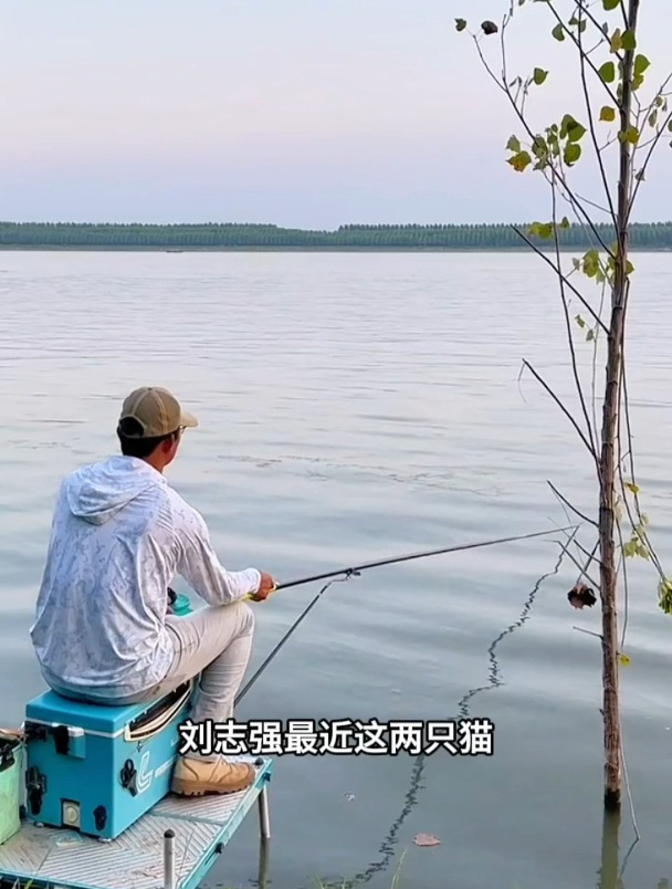 只要水里有鱼,两竿内上一条大板鲫,刘志强新品饵真有这么神奇?