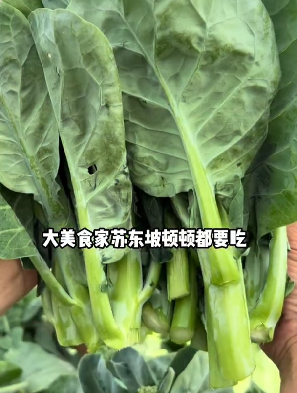 甜甜脆脆的“菜心”,种植简单,四九甜菜心全年可栽种!