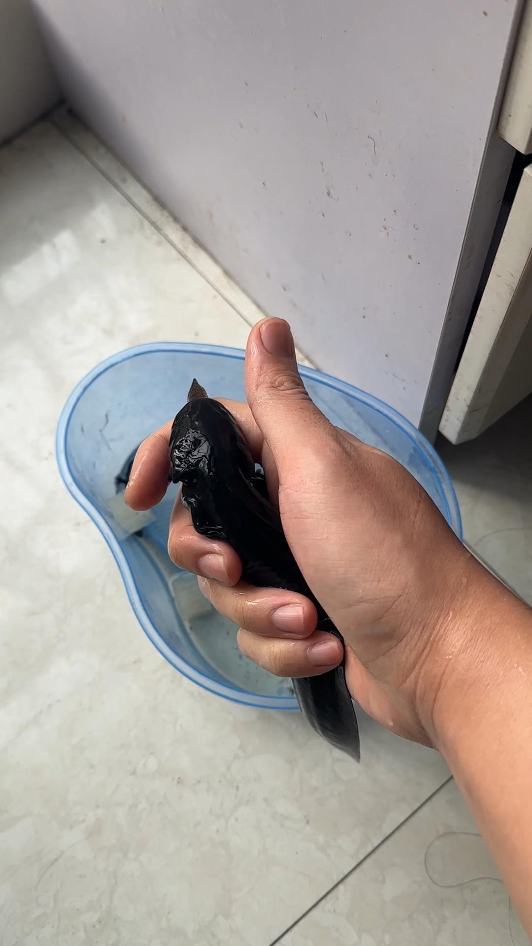 六角恐龙鱼跑的哪里都有