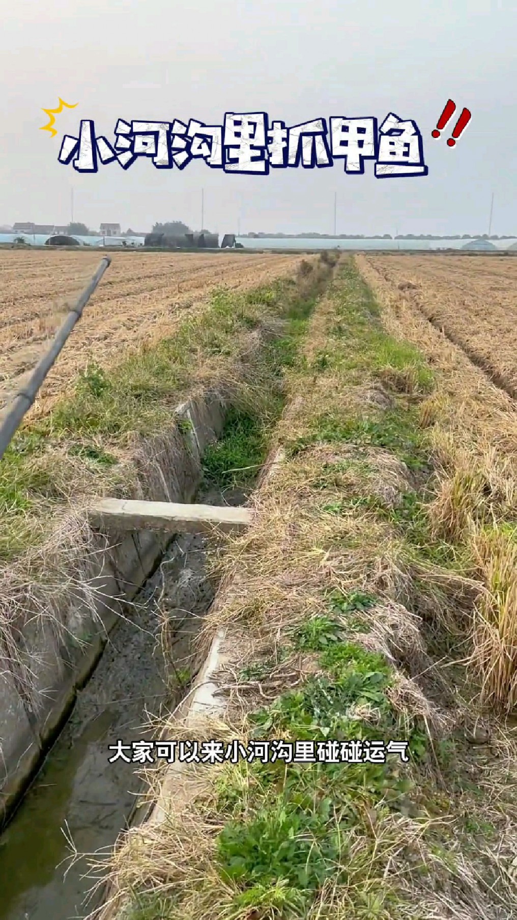 又到了甲鱼繁殖的季节,教大家如何在小河沟抓到大甲鱼