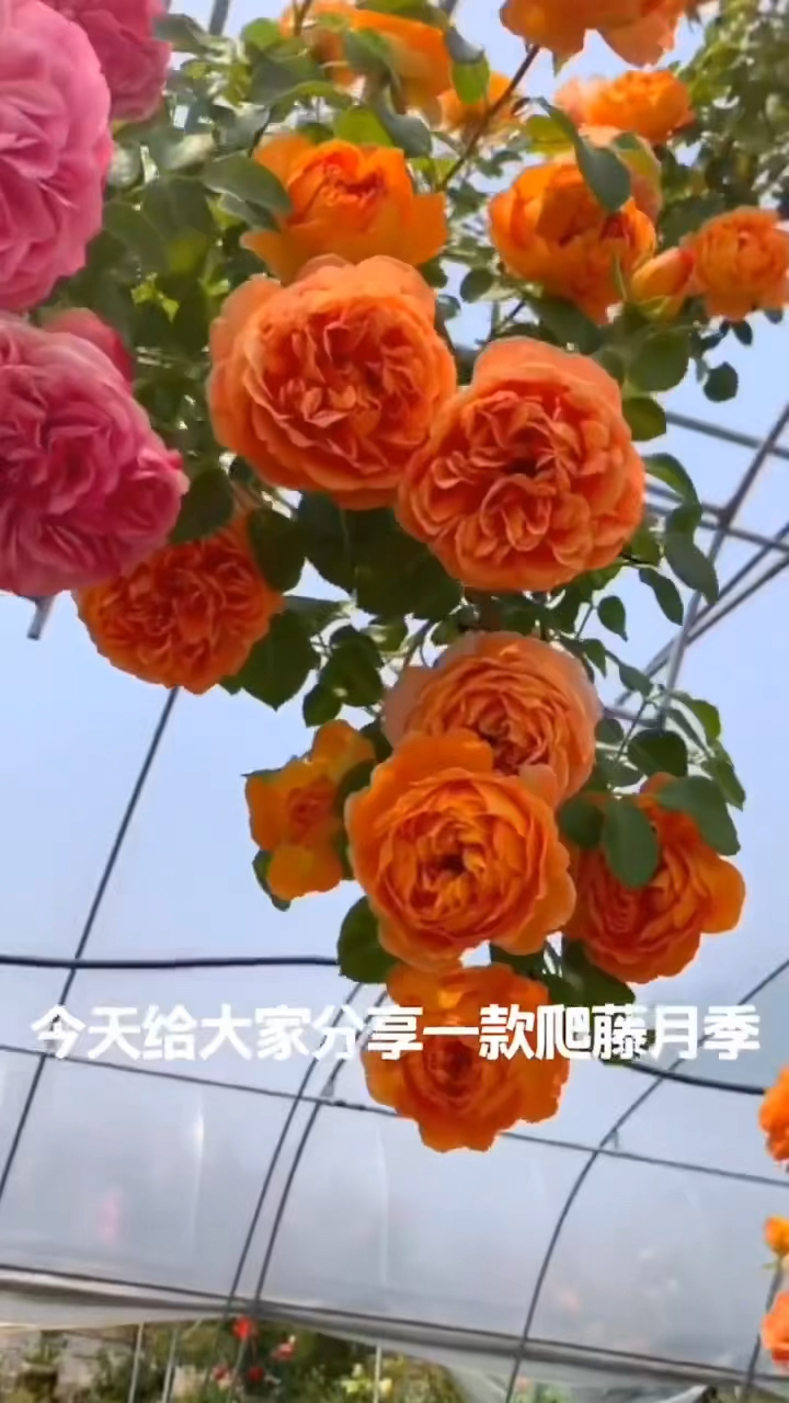 藤本月季蜂蜜焦糖花量多花期长多季循环开花