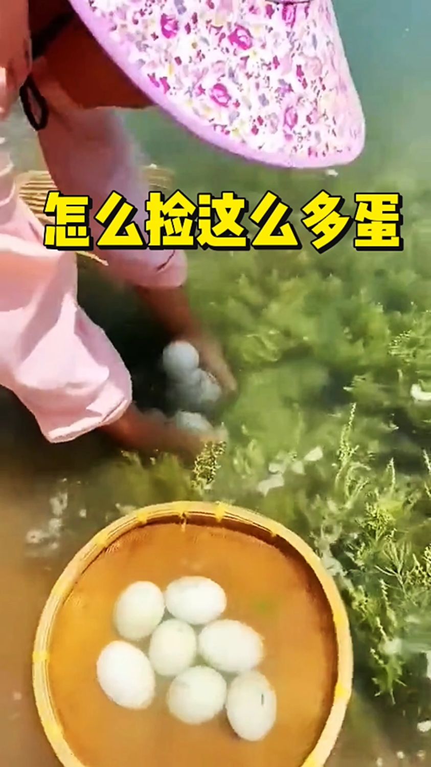 原来鸭子都是在水里下蛋的