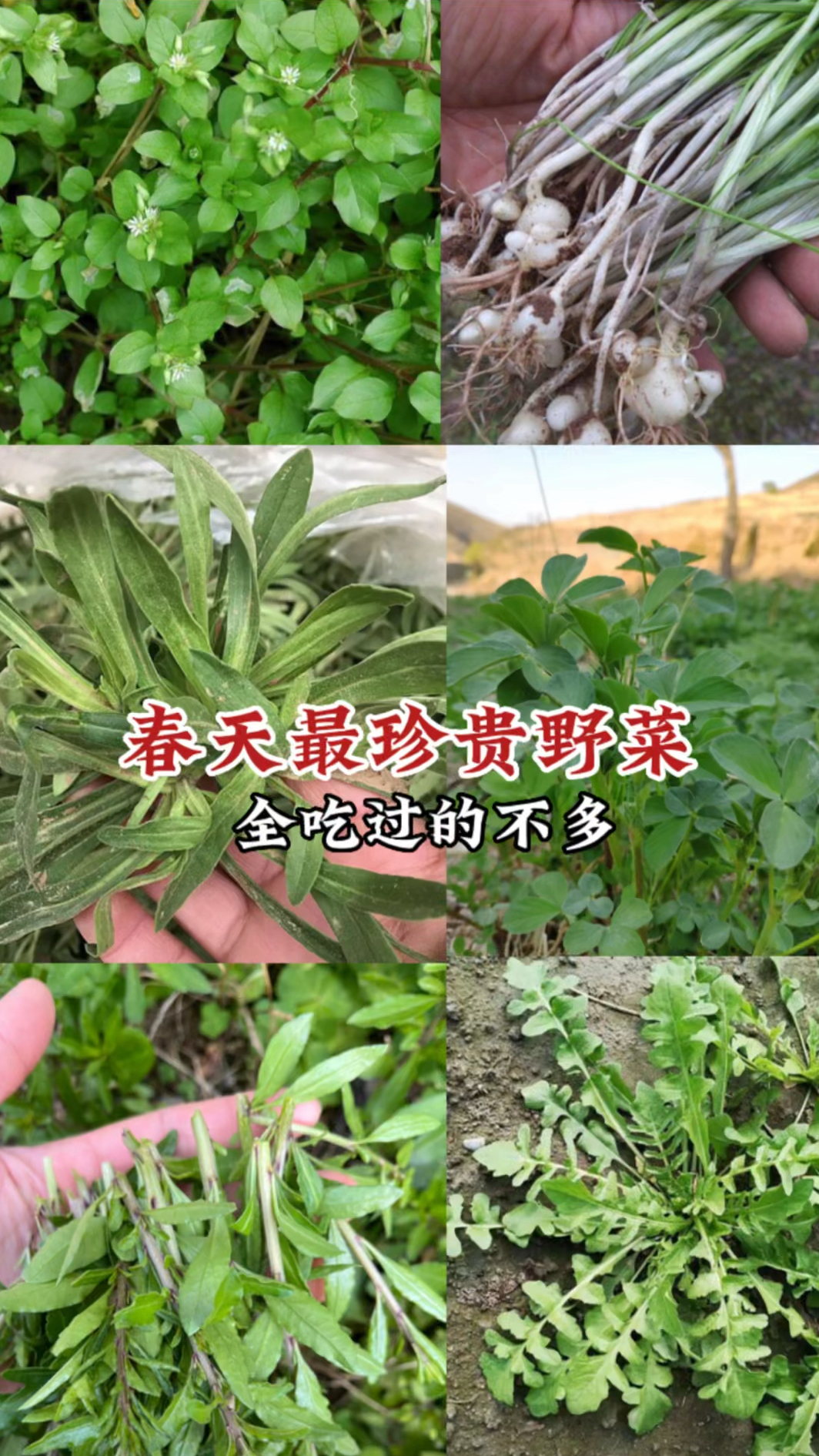 春天必吃十种珍贵野菜,也是了不起的中草植物,可别当草