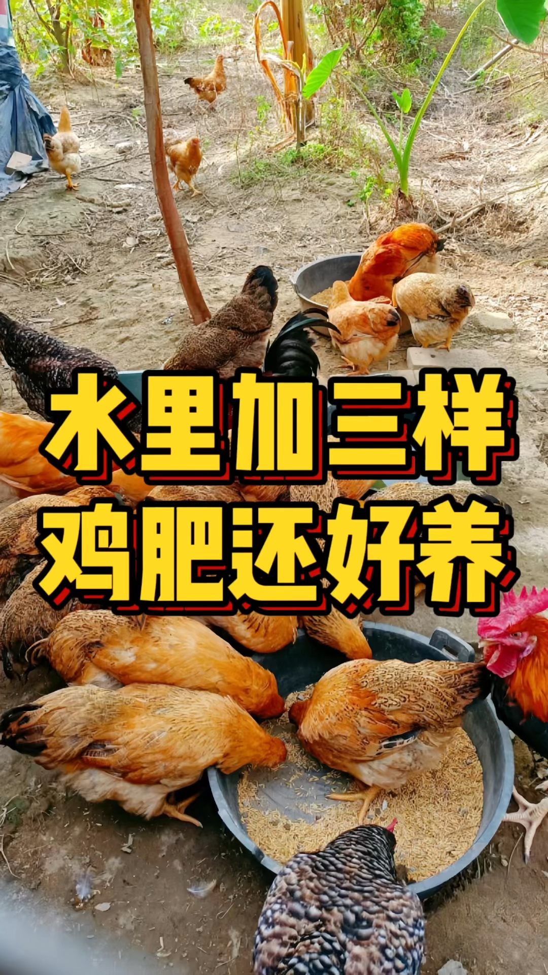 水里加三样 鸡肥还好养