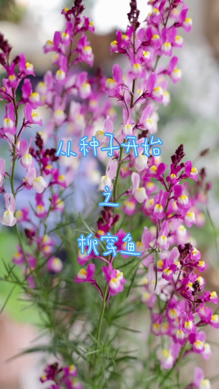 从种子开始-柳穿鱼