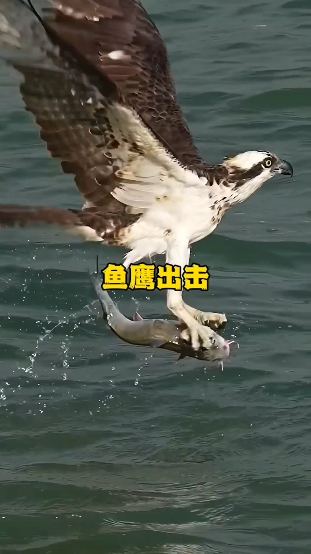 自然中的猛禽鱼鹰,捕猎鱼儿只需短短几秒,速度之快令人感到震惊
