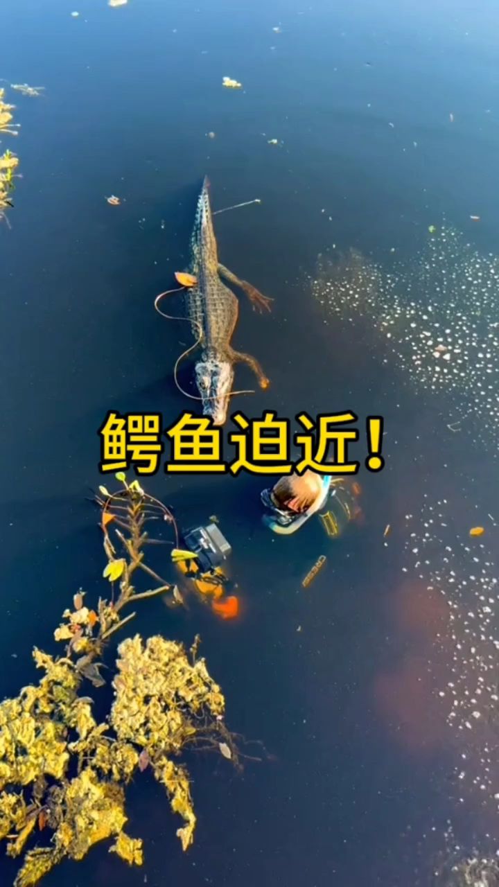 在水中,跟鳄鱼正面遭遇该怎么办?