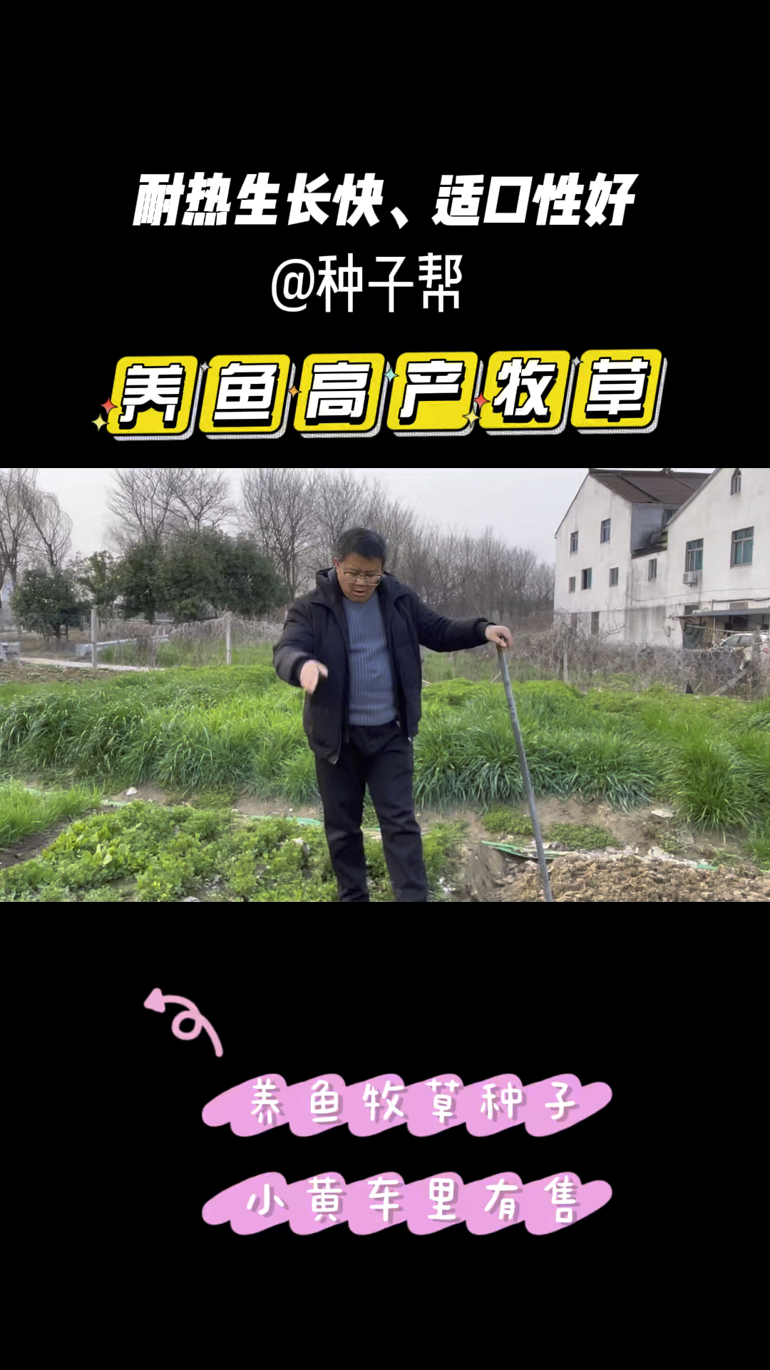 养鱼春季能种哪些牧草?品种怎么选择呢?