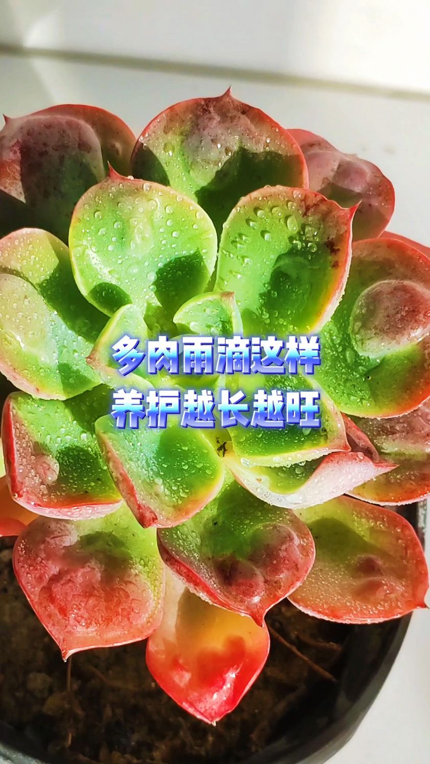多肉雨滴这样养护越长越旺