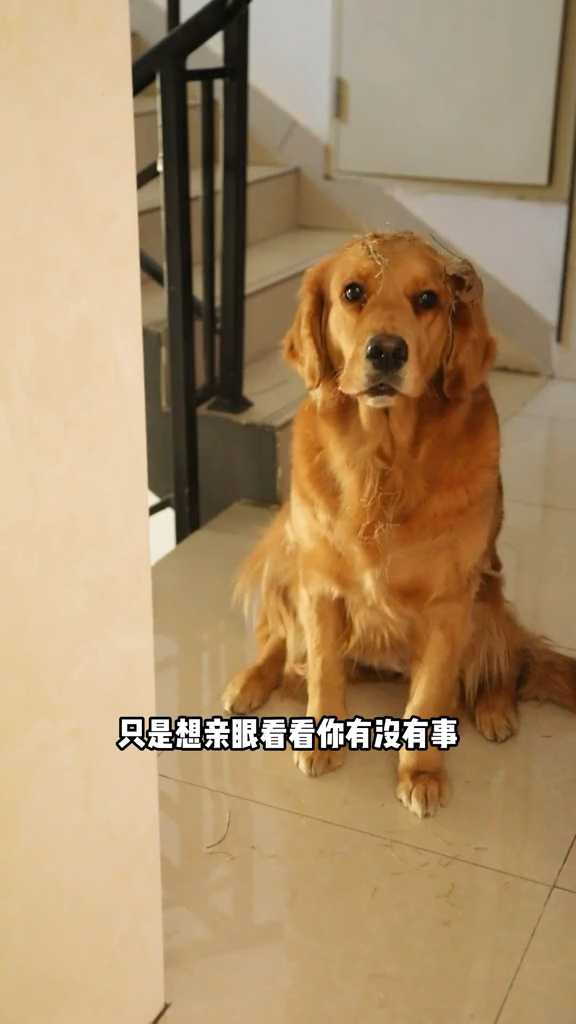 被遗弃的大黄狗奶茶