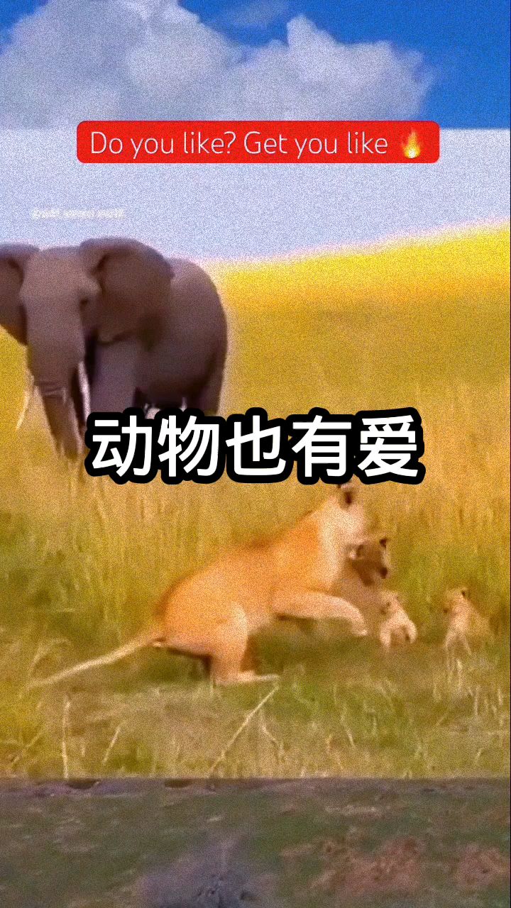 这也许就是食草和食肉动物之间的区别吧!