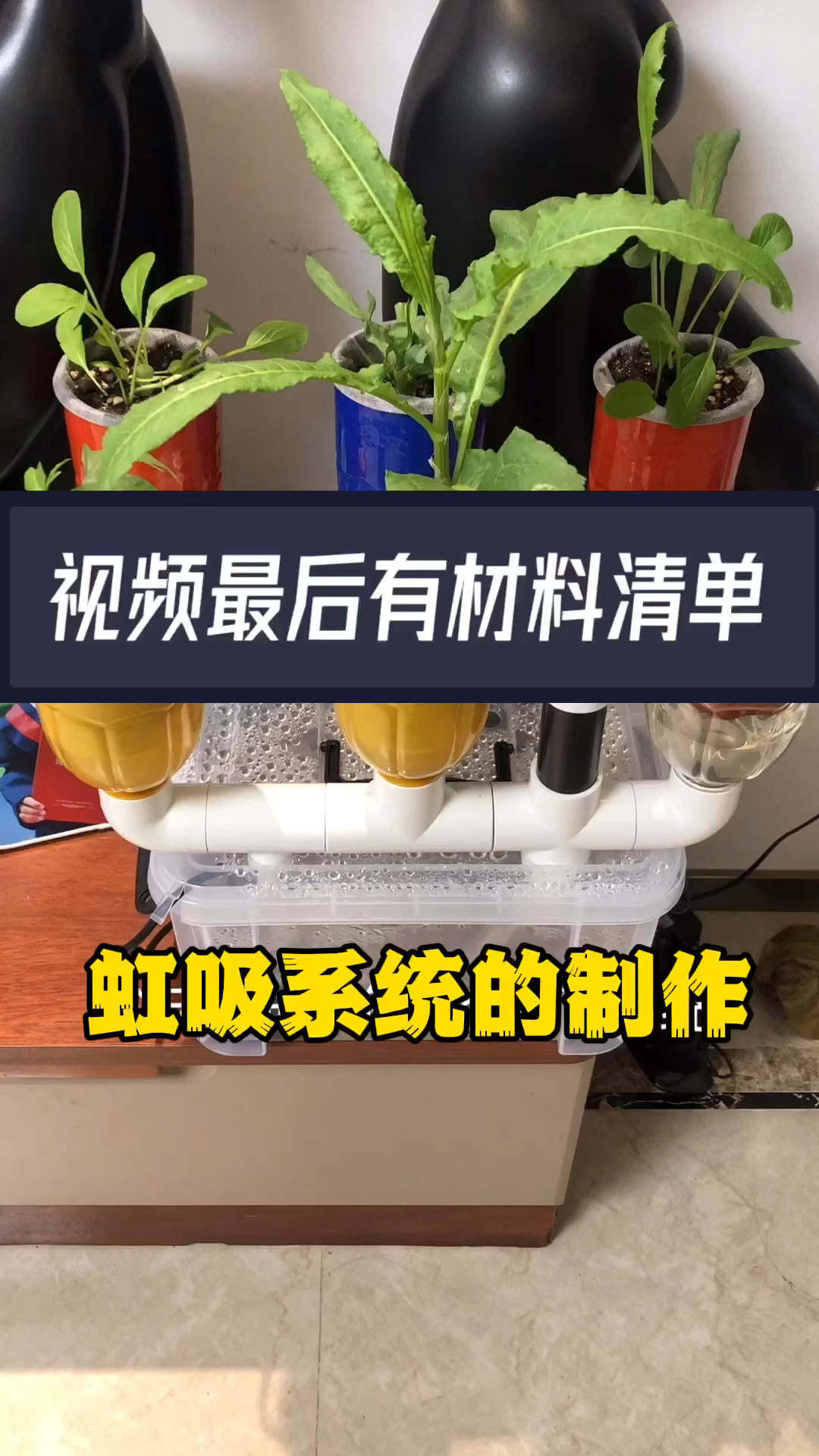 鱼菜共生必备的虹吸系统教程来了#鱼菜共生#智慧农业 #绿色生态农业 #家庭农场