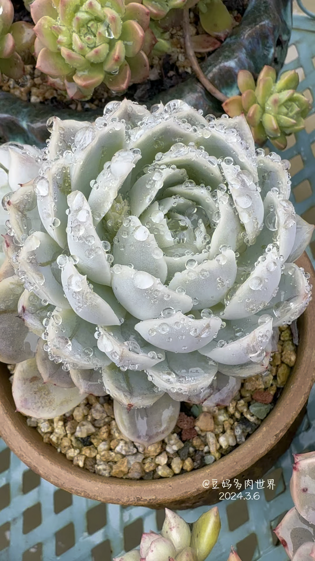 挂着雨珠的墨西哥雪球