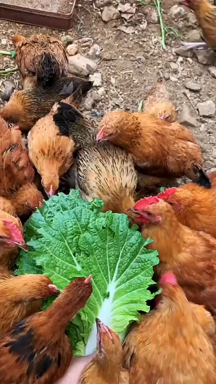 母鸡吃什么,才能下蛋多