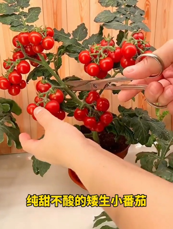 适合阳台盆栽的蔬菜,不用育苗不用搭架子,浇浇水,一茬接一茬