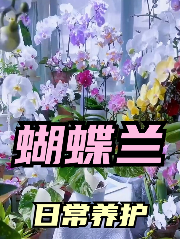 养蝴蝶兰最高境界,一年四季都能开花,这“2点”要牢记!