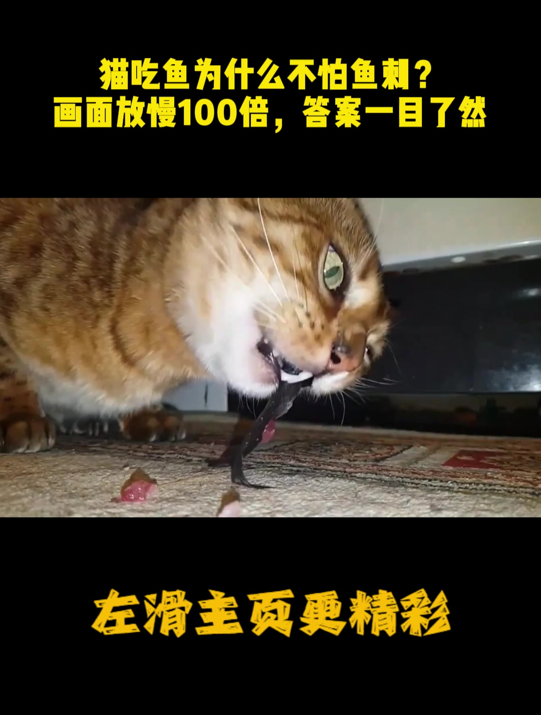 猫吃鱼为什么不怕鱼刺?画面放慢100倍,答案一目了然