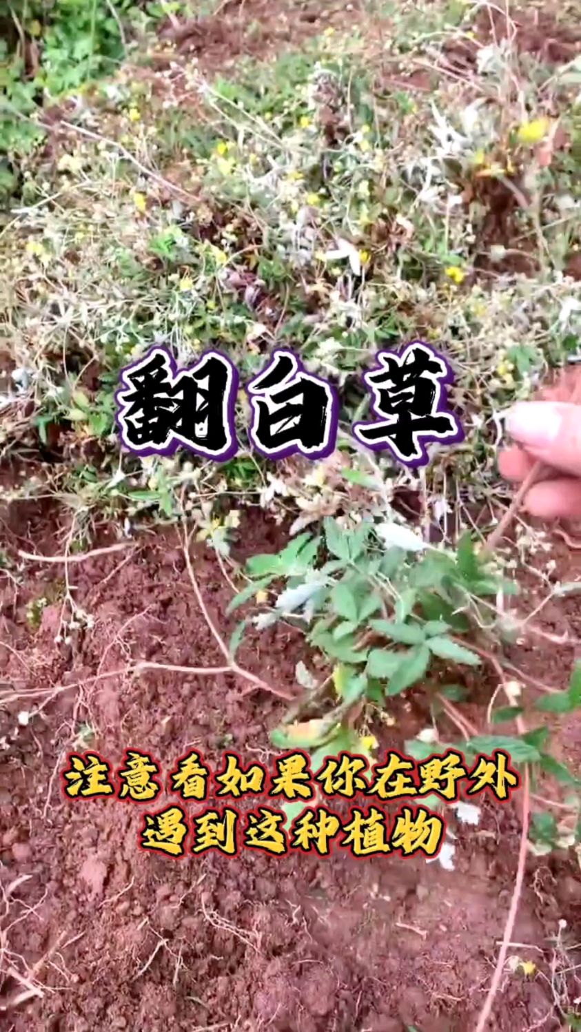 翻白草,小时候农村小伙伴的野外美食,你了解他的作用吗?