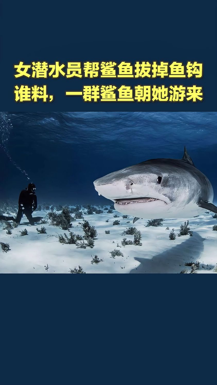 女潜水员帮鲨鱼拔掉鱼钩,谁料,一群鲨鱼朝她游来