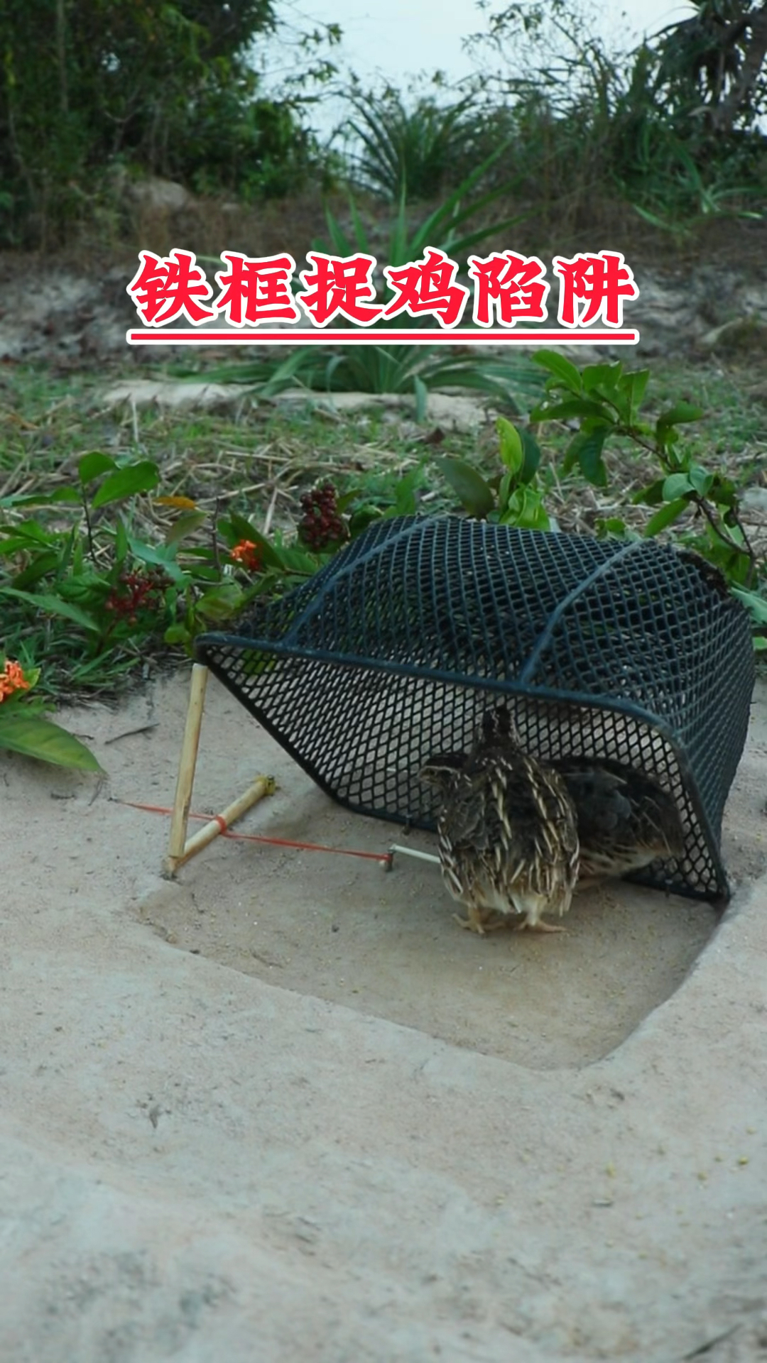 制作的铁框捉鸡陷阱