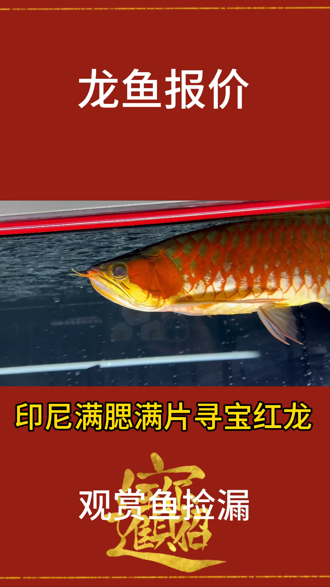 印尼红龙鱼高端龙鱼