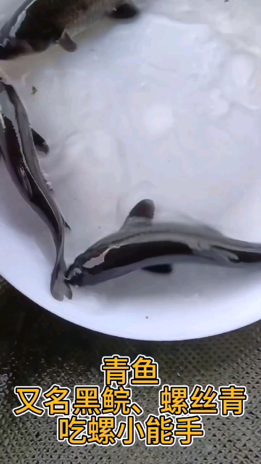田螺克星—青鱼,黑鲩