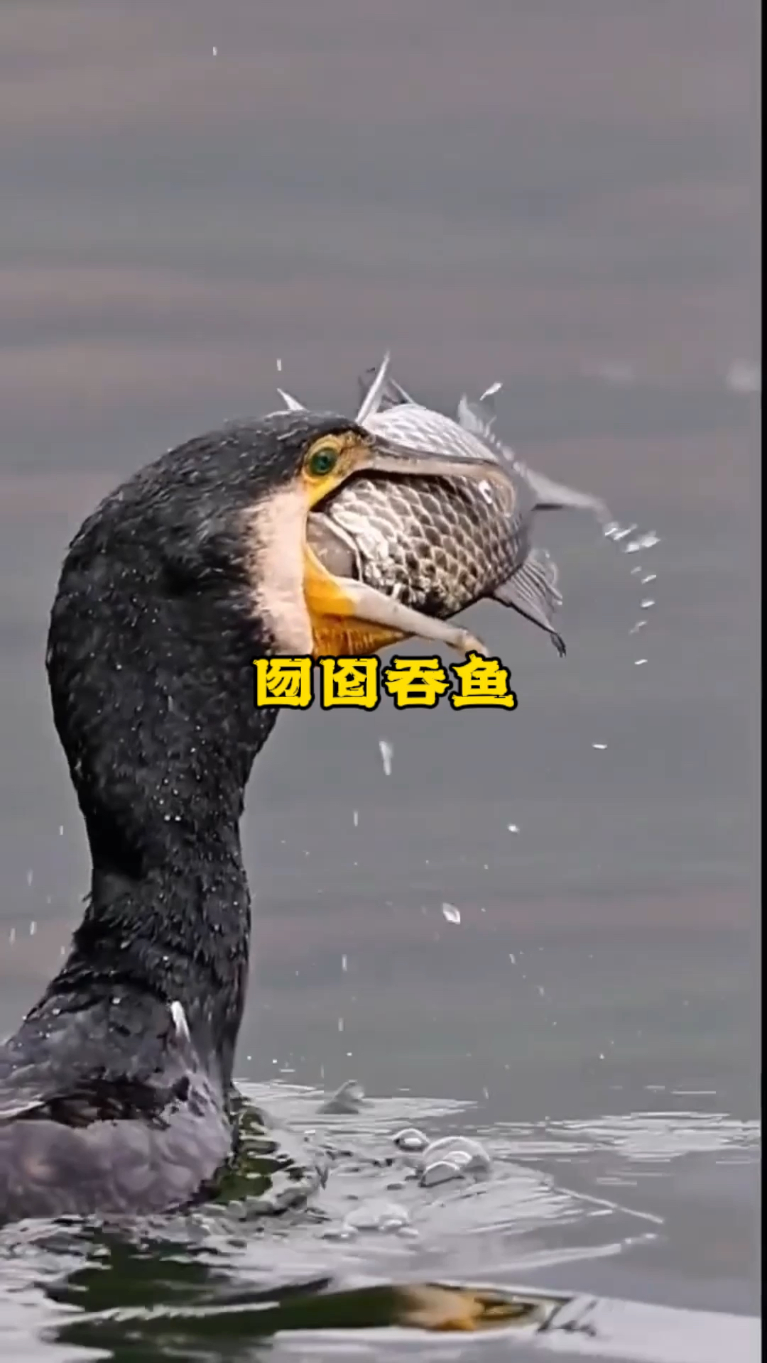 长嘴大鸟鸬鹚疯狂吞大鱼的精彩场面,实在令人意想不到,一整条硕大的鱼直接被吞进去了