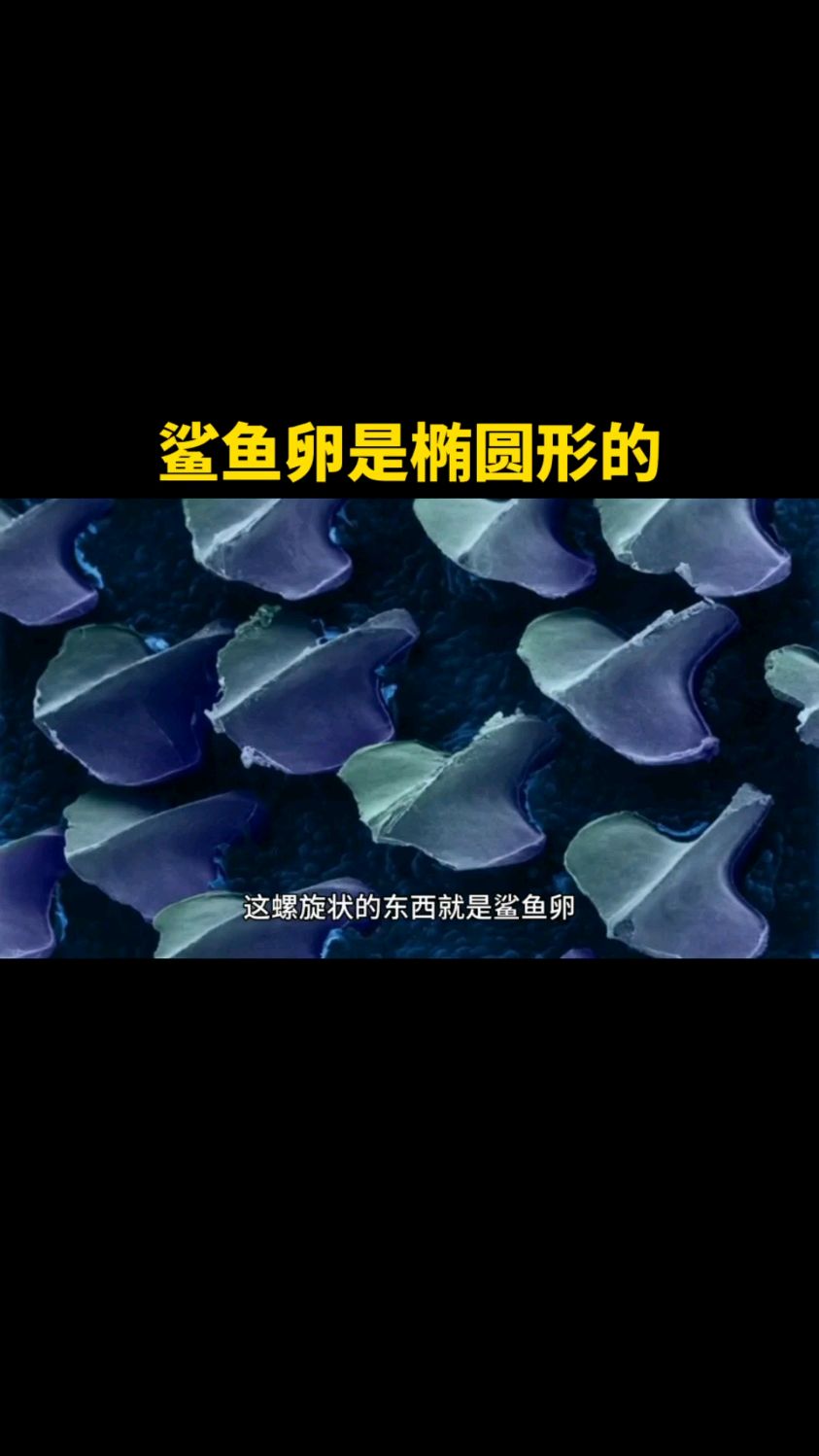 这螺旋状的东西就是鲨鱼卵