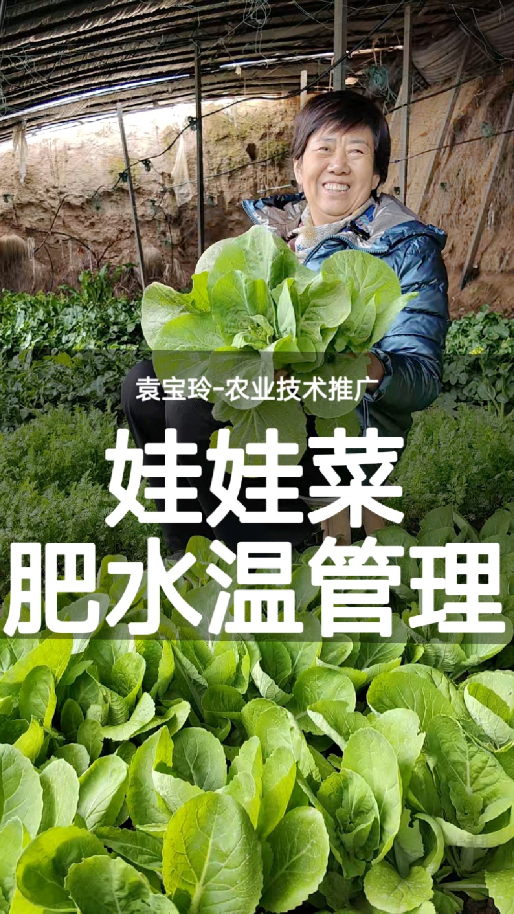 跟着我!你也能种好 娃娃菜