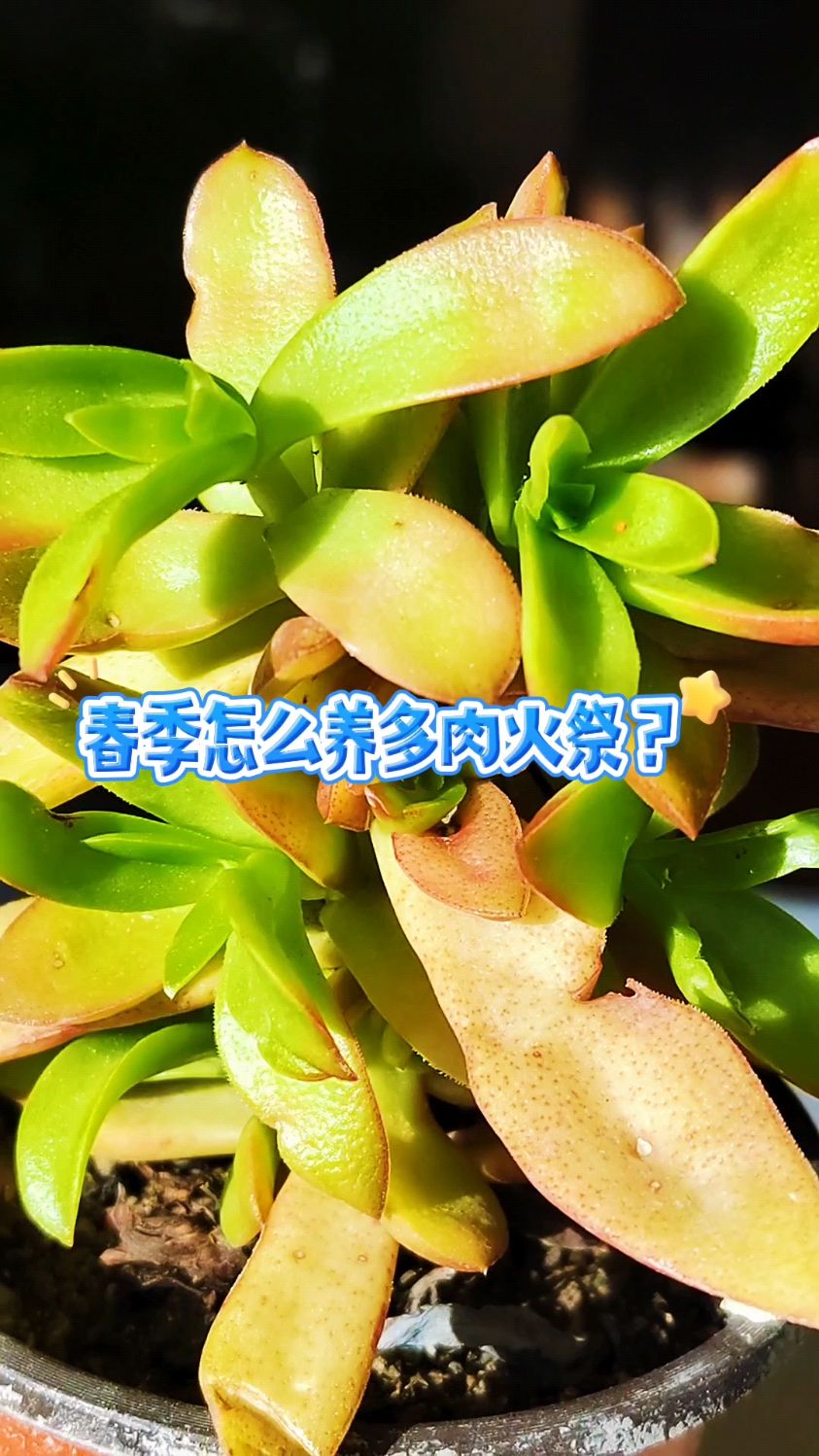 春季怎么养好多肉火祭?