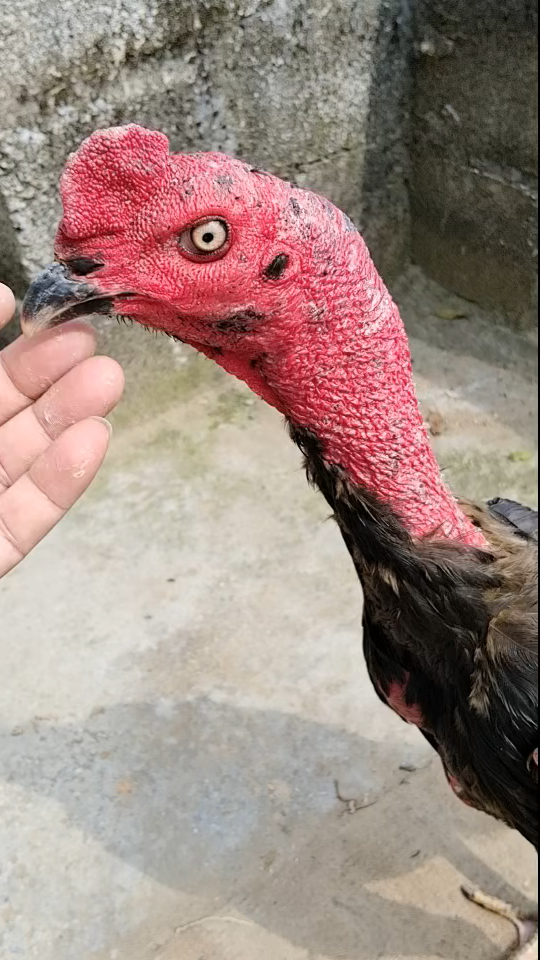 越南斗鸡,这样斗鸡是你喜欢的吗