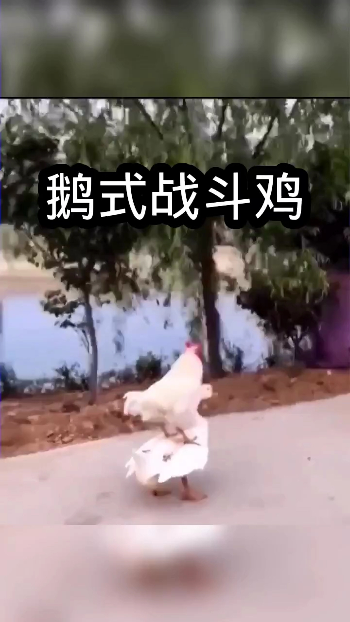 鸭子:诶,我在干嘛,我不是会游泳嘛!