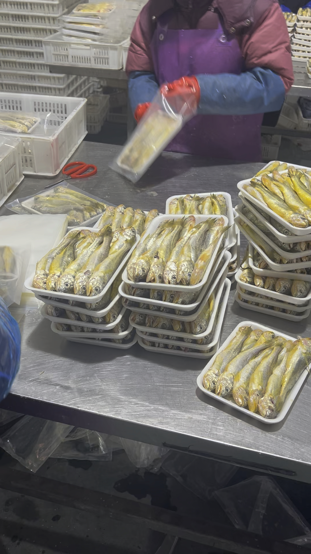 现在的小黄鱼,母的带鱼籽