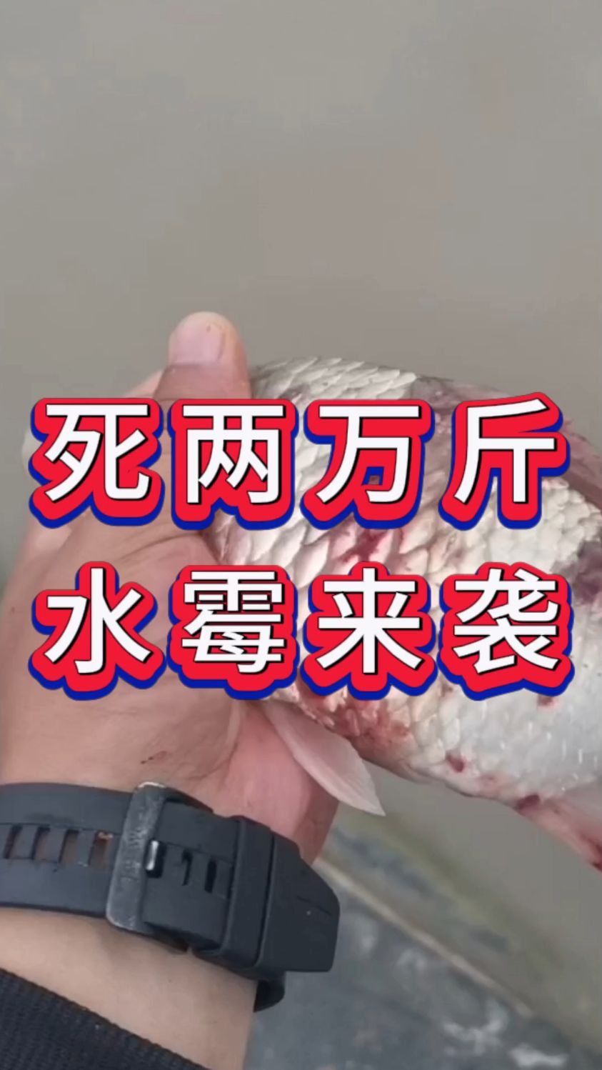 水霉死了2000多斤草鱼,啥药都治不住怎么办?