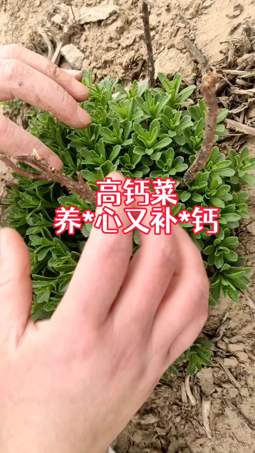 养心菜,也叫高钙菜,多茬采收,凉拌,热炒,涮火锅,特别美味!