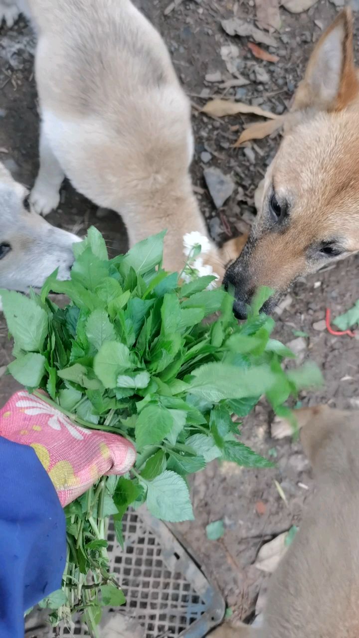 狗狗常吃野菜少生病