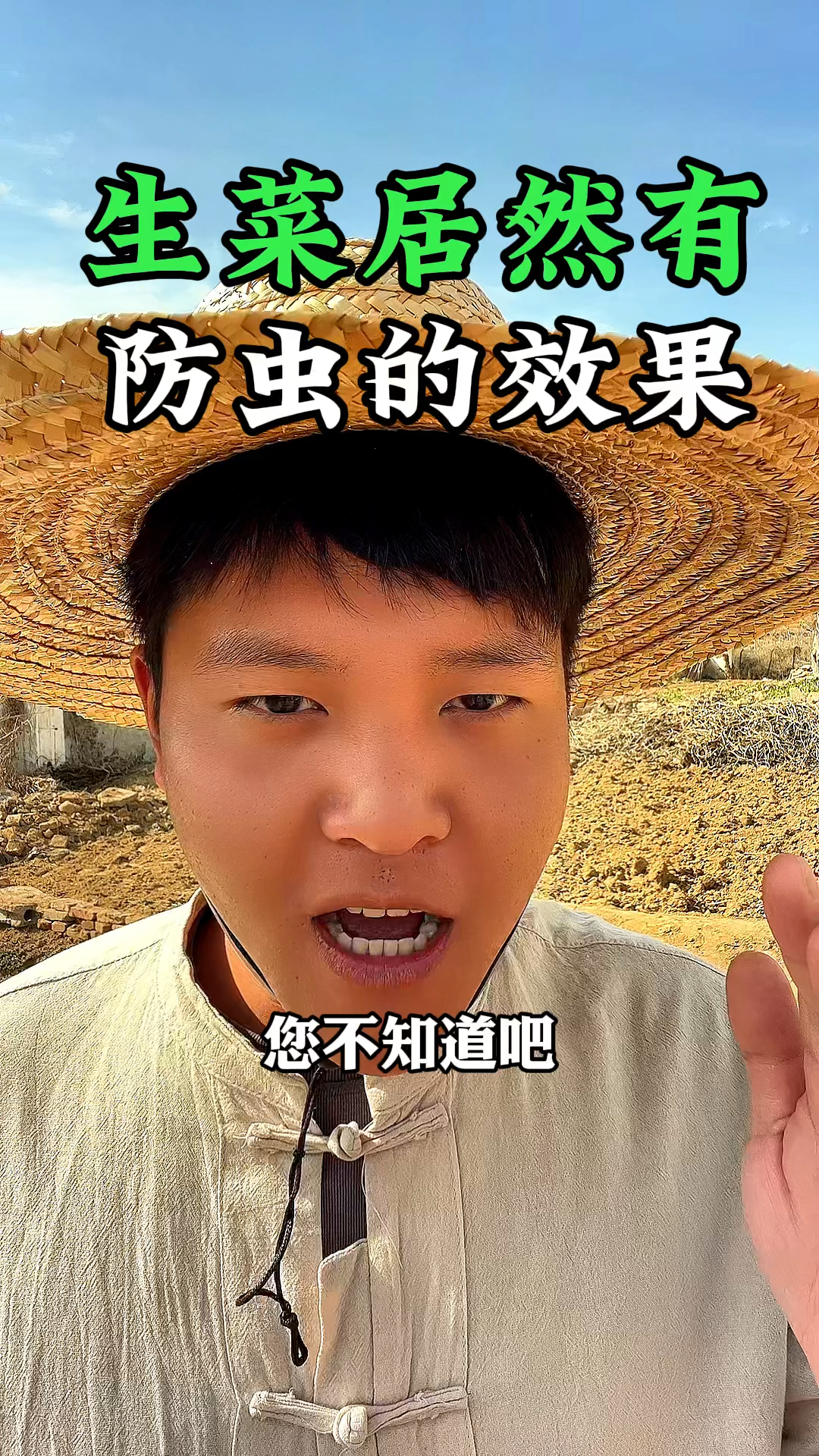 生菜和韭菜是万能的混种蔬菜,生菜还有防虫的作用