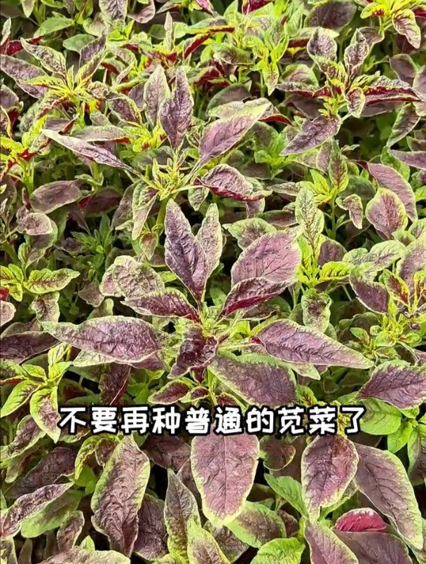 农村家家都种的红苋菜,可以长得跟人一样高,掐着吃越掐越旺