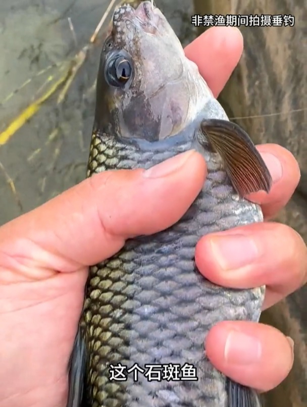 钓到半斤的石斑鱼,手感确实不摆了!