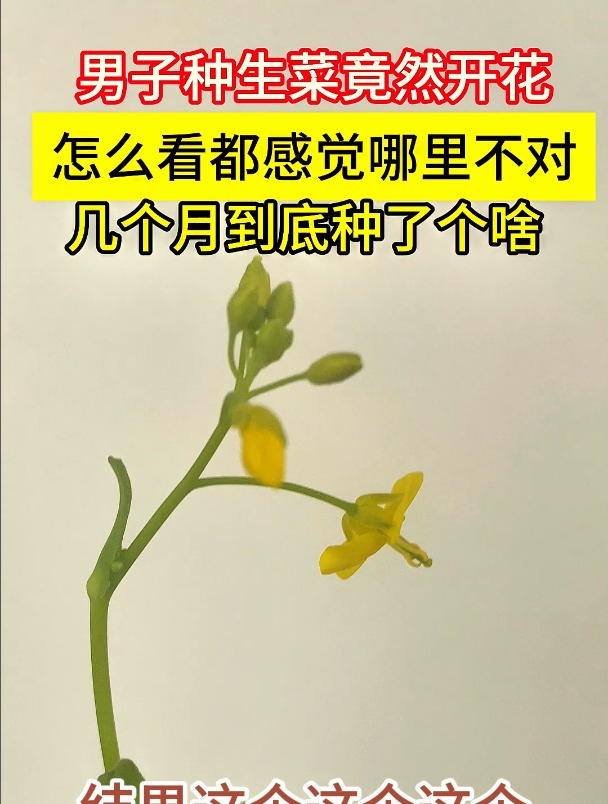 生菜也能开花?还是压根儿就不是生菜?阳台种菜 生菜